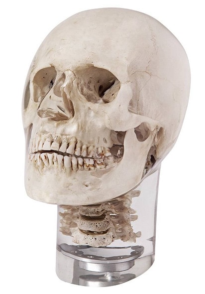 erler zimmer x ray phantom head with cervical vertebrae transparent 76341.1603837301